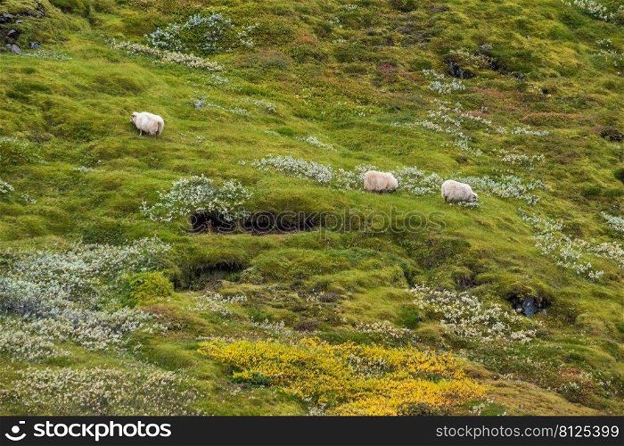 Icelandic sheep herd grazes on a mountainside. View during auto trip. This ancient breed is unique to Iceland and directly descended from animals introduced by the Vikings.