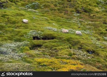 Icelandic sheep herd grazes on a mountainside. View during auto trip. This ancient breed is unique to Iceland and directly descended from animals introduced by the Vikings.