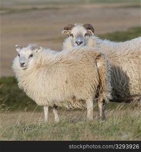 Icelandic sheep in meadow