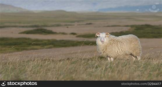 Icelandic sheep in meadow
