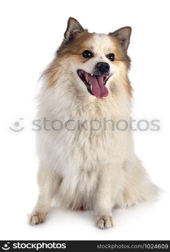 Icelandic Sheepdog in front of white background