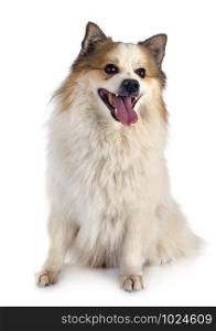 Icelandic Sheepdog in front of white background