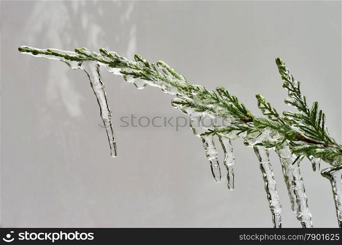 Icicle on a branch of a juniper in december