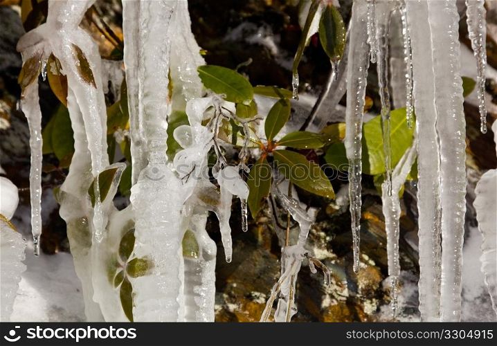 Icicles frozen to rock face on famous weeping wall in Smoky Mountains with new leaves frozen in the ice