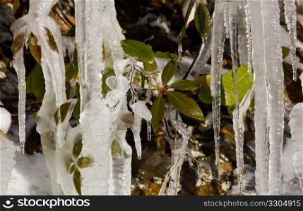 Icicles frozen to rock face on famous weeping wall in Smoky Mountains with new leaves frozen in the ice