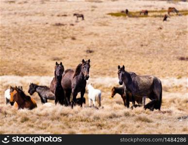Iconic wild horses live free in Australian alps for almost 200 years in Kosciuszko National Park, NSW, Australia. Iconic wild horses in Kosciuszko National Park, NSW, Australia