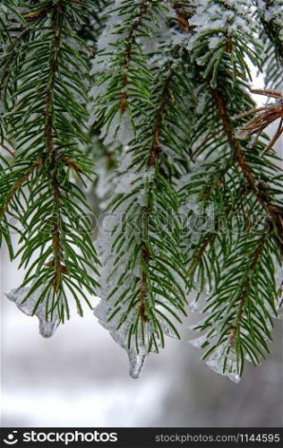 icy conifer in the forest