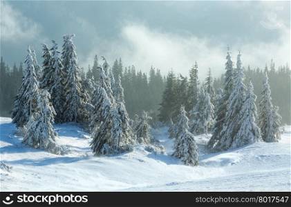 Icy snowy fir forest on winter morning slope in cloudy weather.