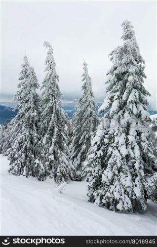 Icy snowy fir trees on top of winter hill (Carpathian).