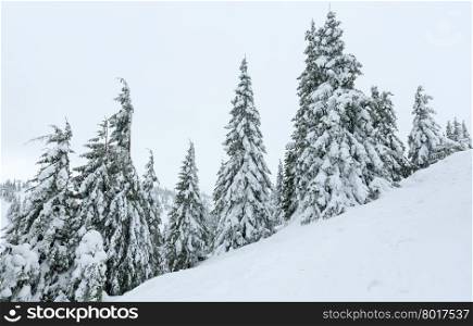 Icy snowy fir trees on winter hill in cloudy weather (Carpathian).