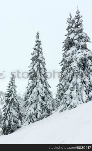 Icy snowy fir trees on winter hill in cloudy weather (Carpathian).
