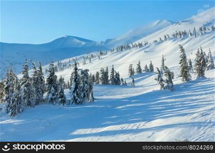 Icy snowy fir trees on winter morning hill (Carpathian).