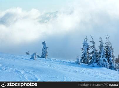 Icy snowy fir trees on winter morning hill in cloudy weather.
