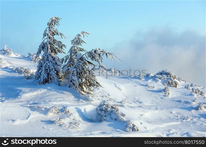 Icy snowy fir trees on winter morning hill in cloudy weather.