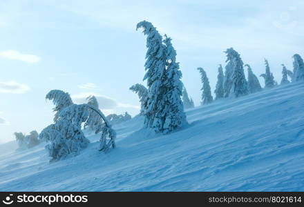 Icy snowy fir trees on winter morning hill in cloudy weather.