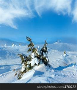 Icy snowy fir trees on winter morning hill in cloudy weather, Carpathian
