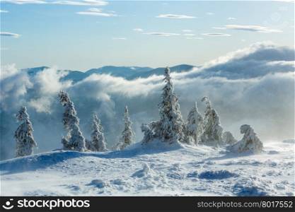 Icy snowy fir trees on winter morning hill in cloudy weather (Carpathian).