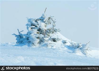Icy snowy fir trees on winter morning hill on cloudy sky background.