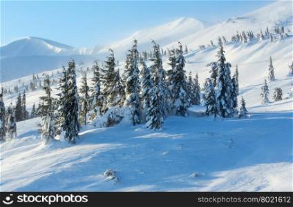 Icy snowy fir trees on winter morning mountain slope in cloudy weather (Carpathian).