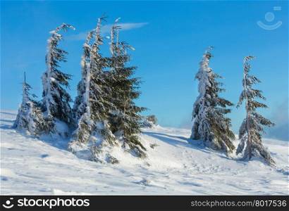 Icy snowy fir trees on winter morning slope.