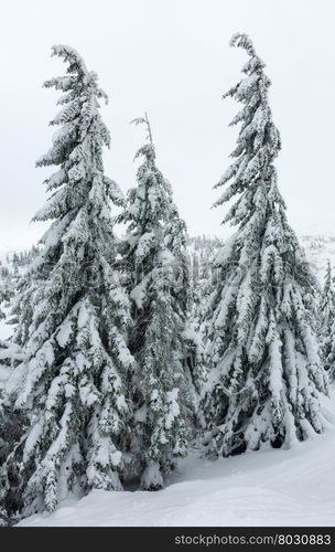 Icy snowy fir trees on winter mountain hill (Carpathian).