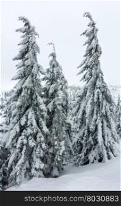 Icy snowy fir trees on winter mountain hill (Carpathian).