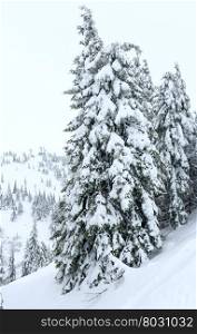 Icy snowy fir trees on winter mountain slope (Carpathian).