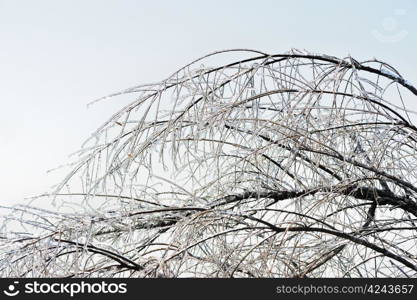 Icy tree branches in Winter