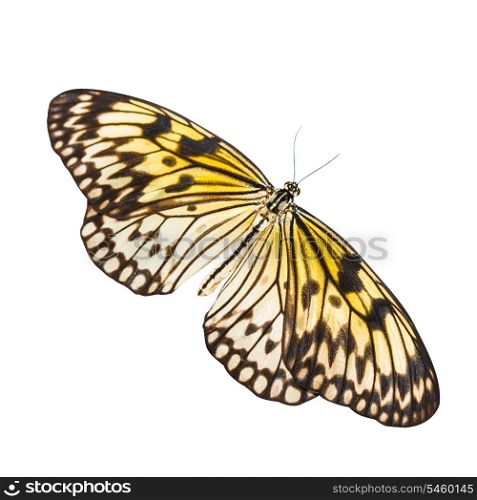 Idea leuconoe butterfly isolated on white background