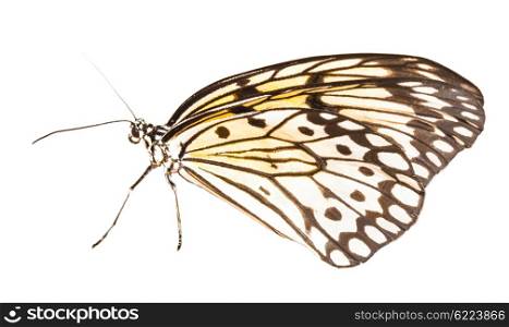 Idea leuconoe butterfly isolated on white background. Idea leuconoe butterfly