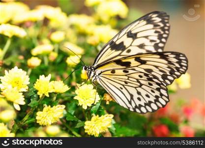 Idea leuconoe butterfly on the yellow .chrysanthemum