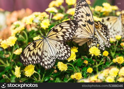 Idea leuconoe butterfly on the yellow .chrysanthemum