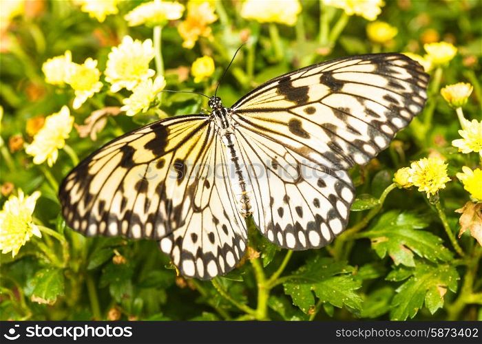 Idea leuconoe butterfly on the yellow chrysanthemum. Idea leuconoe