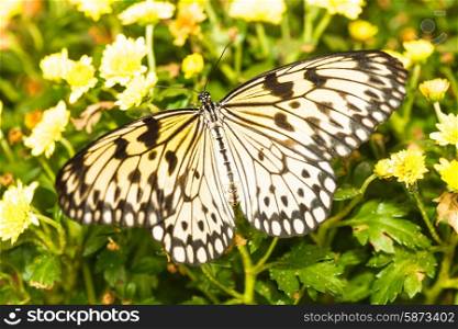 Idea leuconoe butterfly on the yellow chrysanthemum. Idea leuconoe