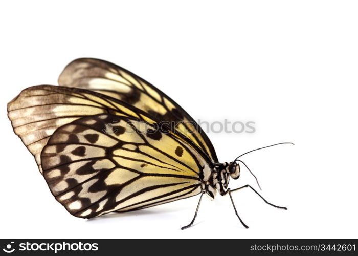 idea leuconoe isolated close up