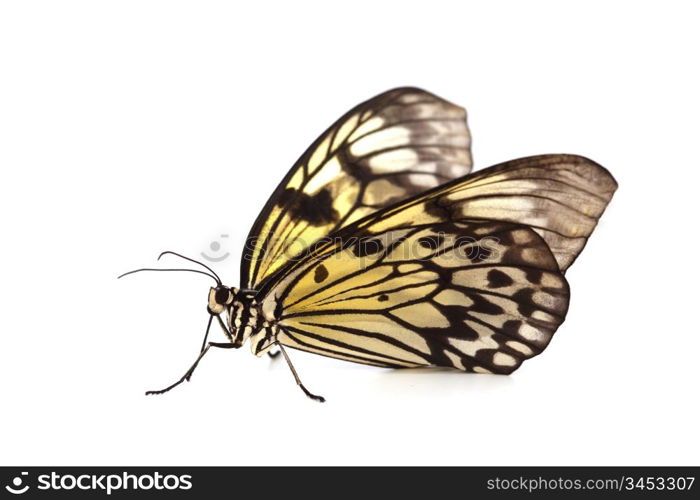 idea leuconoe isolated close up