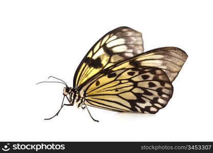 idea leuconoe isolated close up