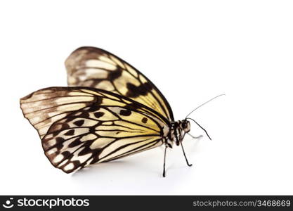 idea leuconoe isolated close up