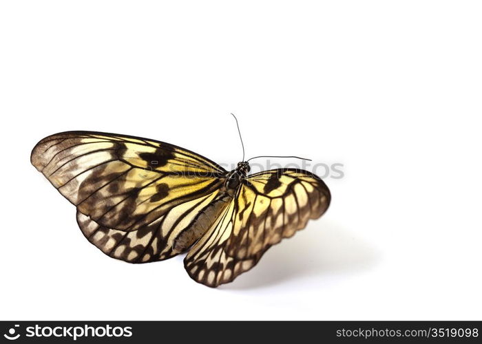 idea leuconoe isolated close up