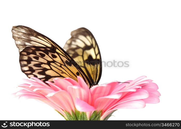 idea leuconoe on gerber close up