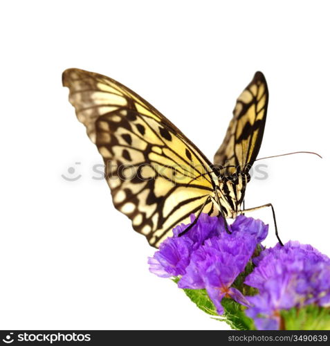 idea leuconoe on violet flower close up