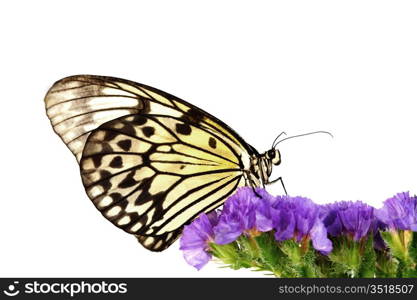 idea leuconoe on violet flower close up