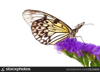 idea leuconoe on violet flower close up