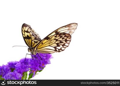 idea leuconoe on violet flower close up