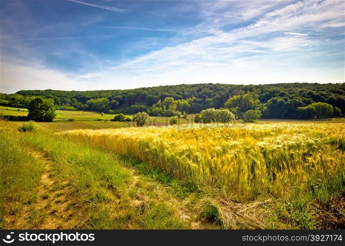 Idyllic agricultural landscape summer view, wheat field, Croatia