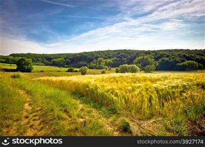 Idyllic agricultural landscape summer view, wheat field, Croatia