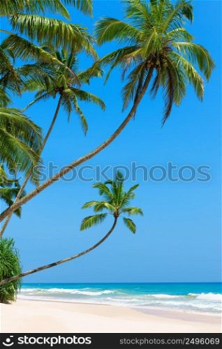 Idyllic empty tropical beach with clean white ocean sand and palm trees over the water