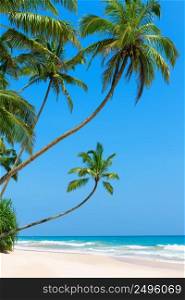 Idyllic empty tropical beach with clean white ocean sand and palm trees over the water