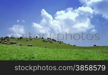 Idyllic hilly scenery with flock of sheep grazing