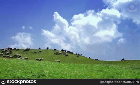 Idyllic hilly scenery with flock of sheep grazing